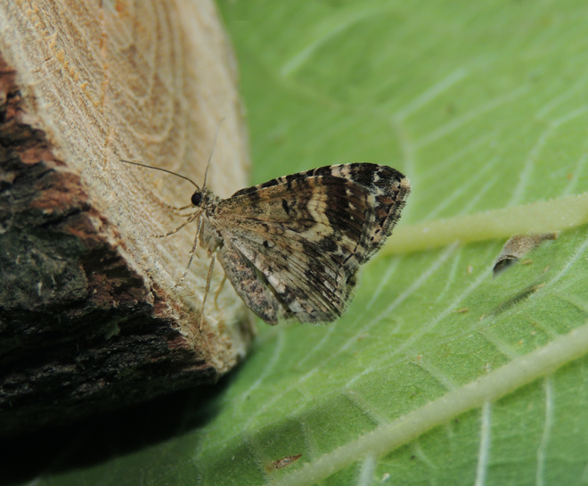 Epirrhoe alternata Geometridae